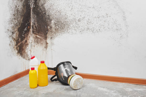 Mold Testing and Removal in West Belmar, NJ