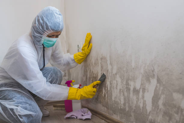 Best Commercial Mold Removal  in West Belmar, NJ